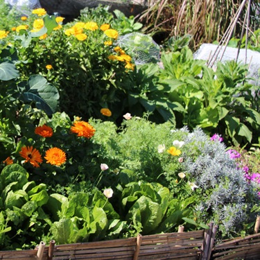 Turramurra Lookout community garden