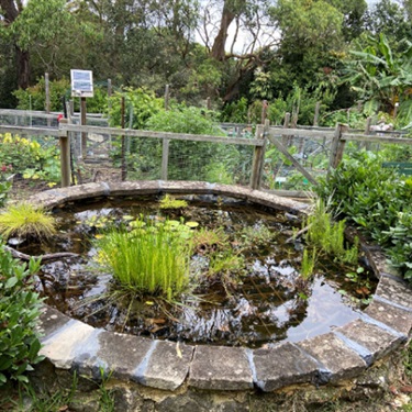 Turramurra Lookout community garden