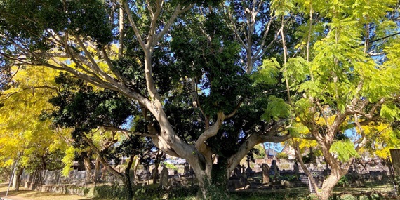 17.-Small-leaf-fig.jpg