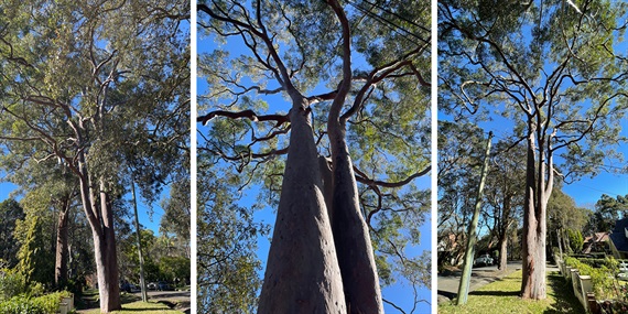 7.-Angophora.jpg