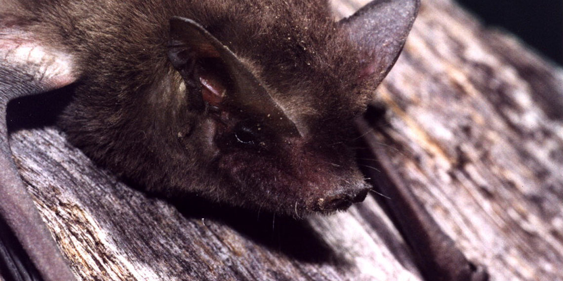 microbats