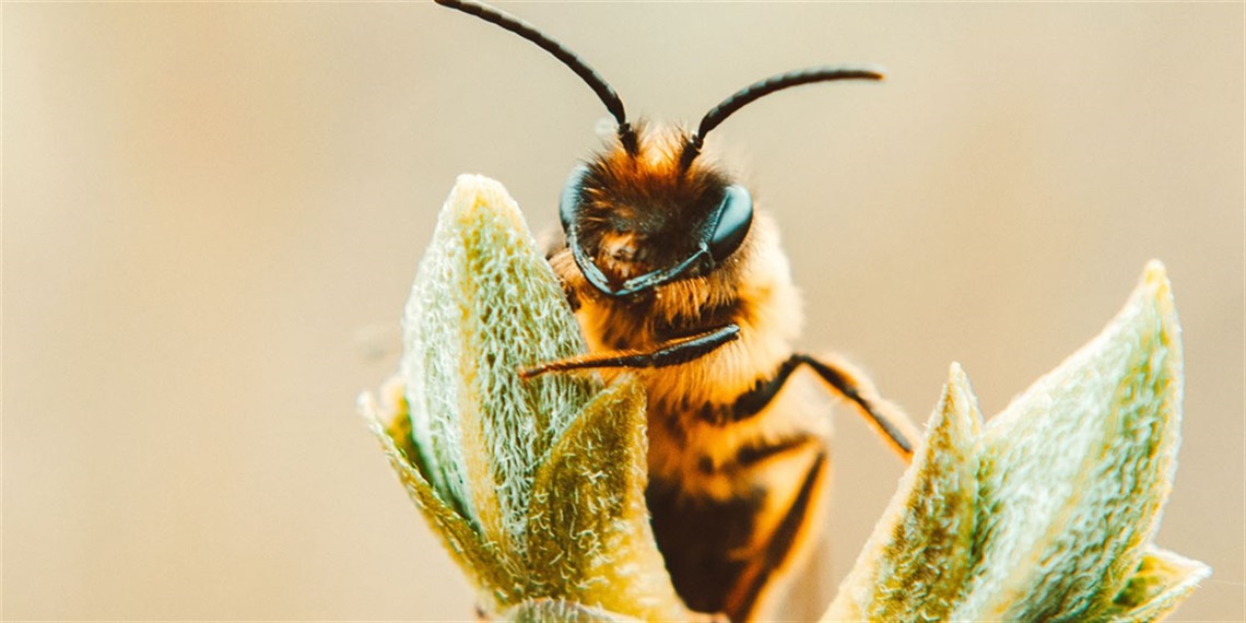 Native Bee Discovery
