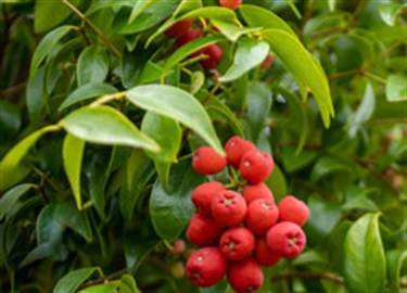 Syzygium leuhmanii lilly pilly
