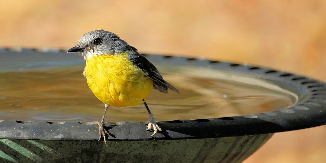 eastern yellow robin