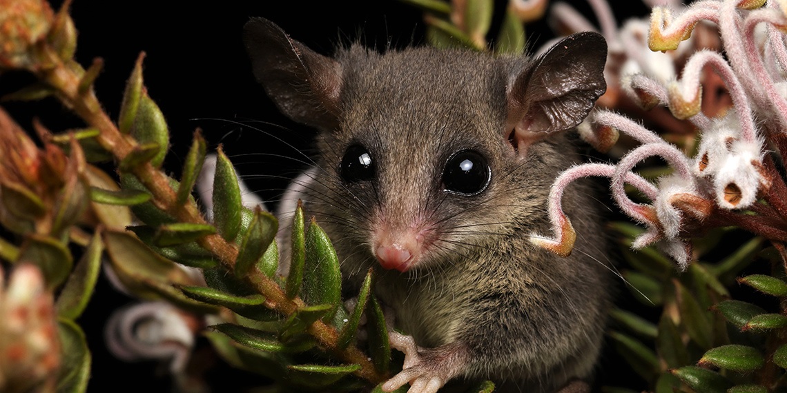 Eastern pygmy possum