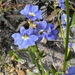 Blue-Dampiera-PHOTO-shirleymcclaren