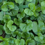 Kidney-Weed-PHOTO-jenbonnett