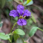 Purple-Dampiera-PHOTO-sarahwang