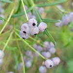 Elderberry-Panax-PHOTO-eamonnculhane