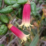 Native-Fuschia-PHOTO-dravoytsekhovich