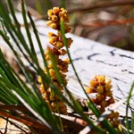 Pale-Mat-Rush-PHOTO-philippagordon
