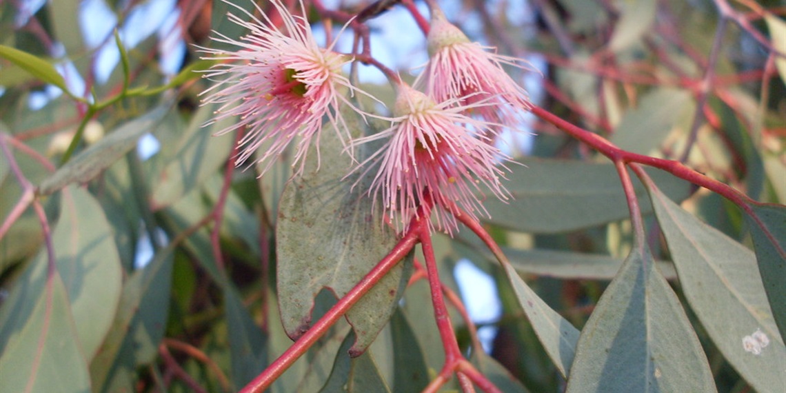 Plant identification workshop