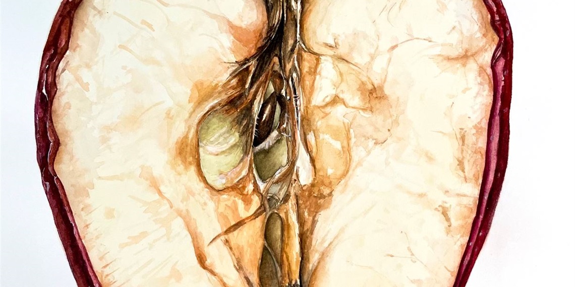 E 2426 Botanical Painting & Drawing