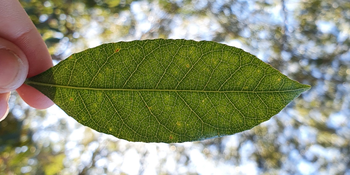 Native plant identification workshop
