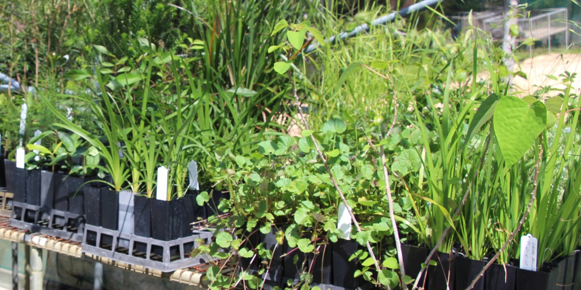 Native plant propagation workshop
