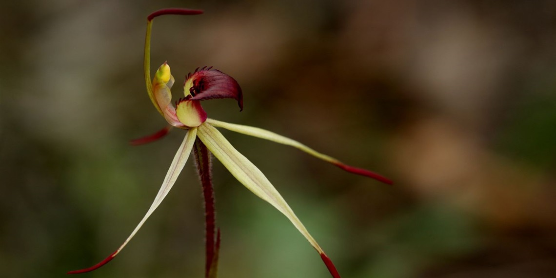 Native Orchids of New South Wales Presentation
