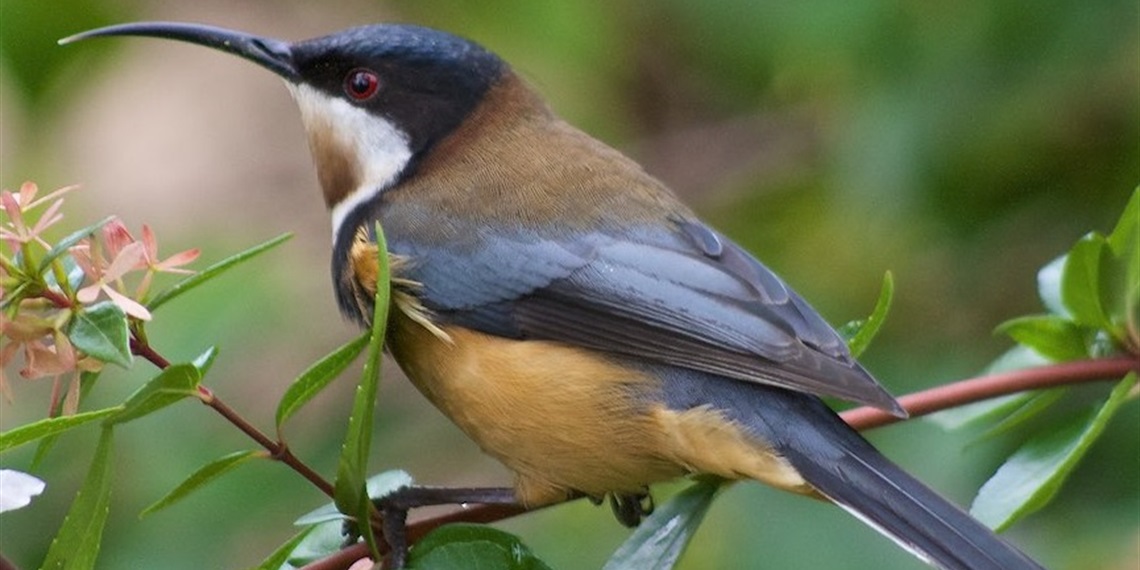 Guided Bird Walk - Two Creeks Track