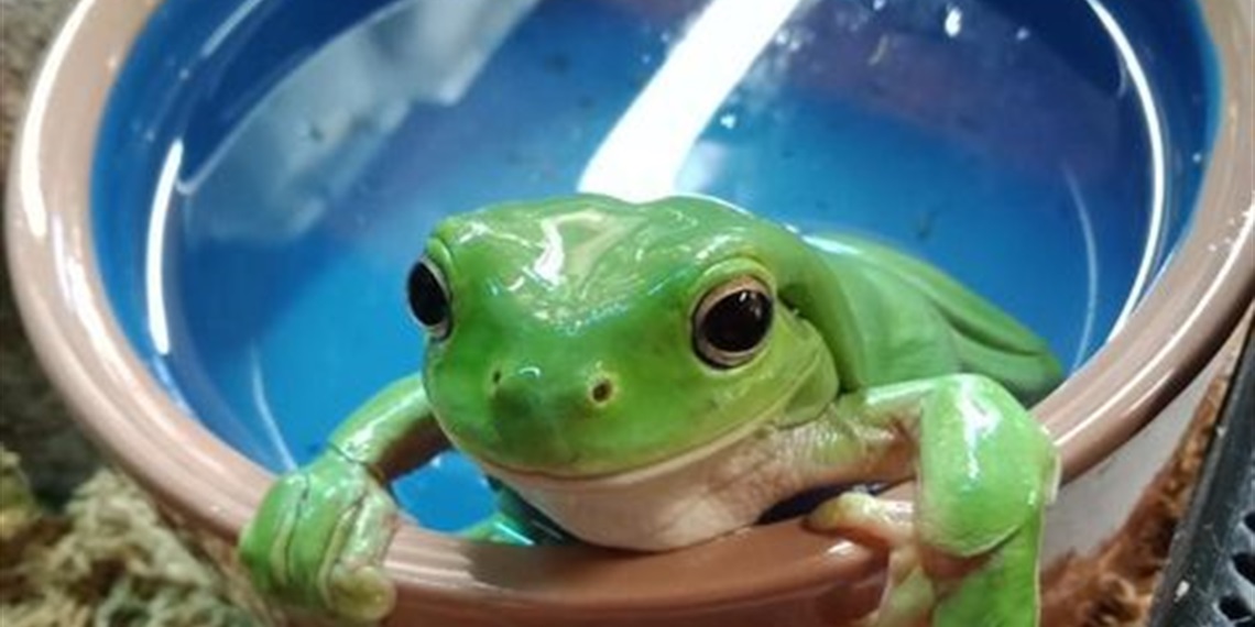 Fantastic Frogs