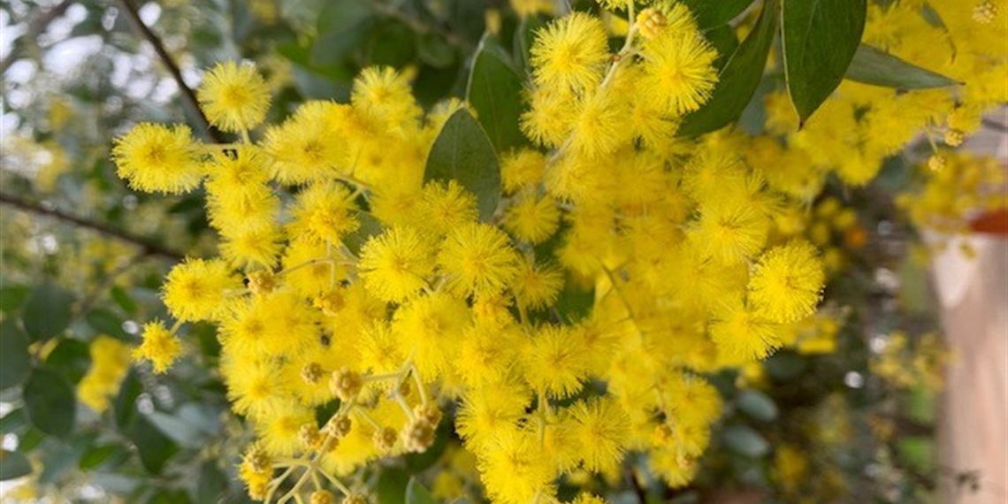 Nature Play (4-6) - Wattle Wonders
