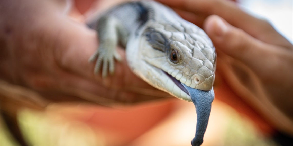 Nature Play (1-6) - Lounging Lizards