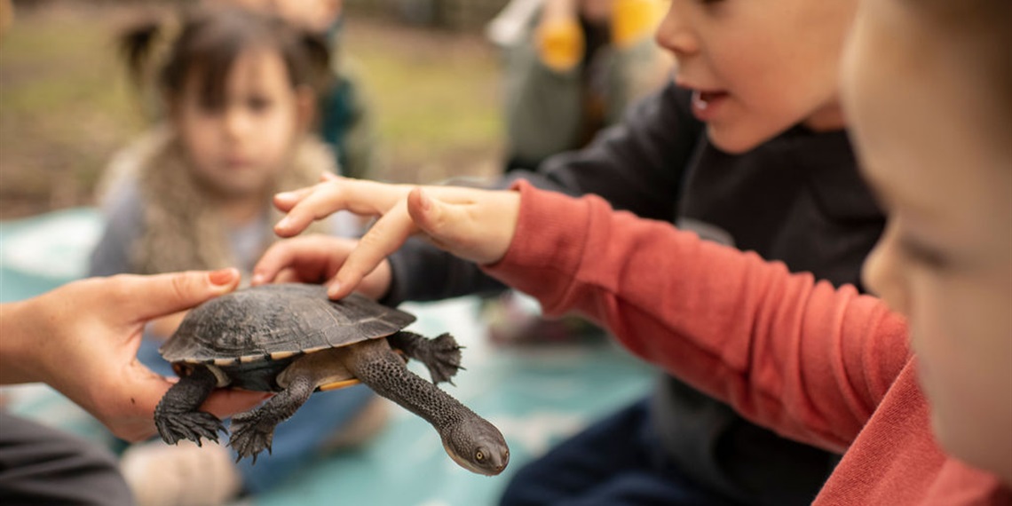 Nature Play (1-6) - Terrific Turtles