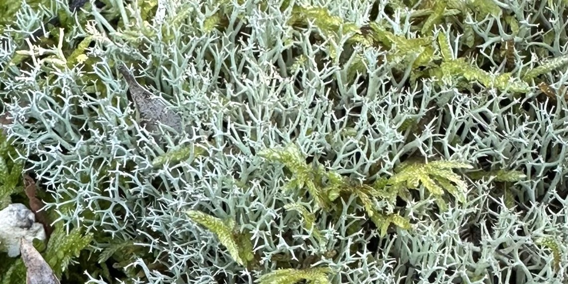 Ku-ring-gai Lichen Walk with Sofia Zvolanek