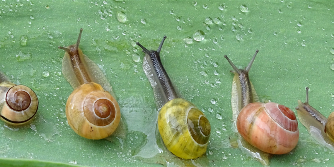 Native Snail Talk